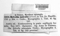Helvella lacunosa image